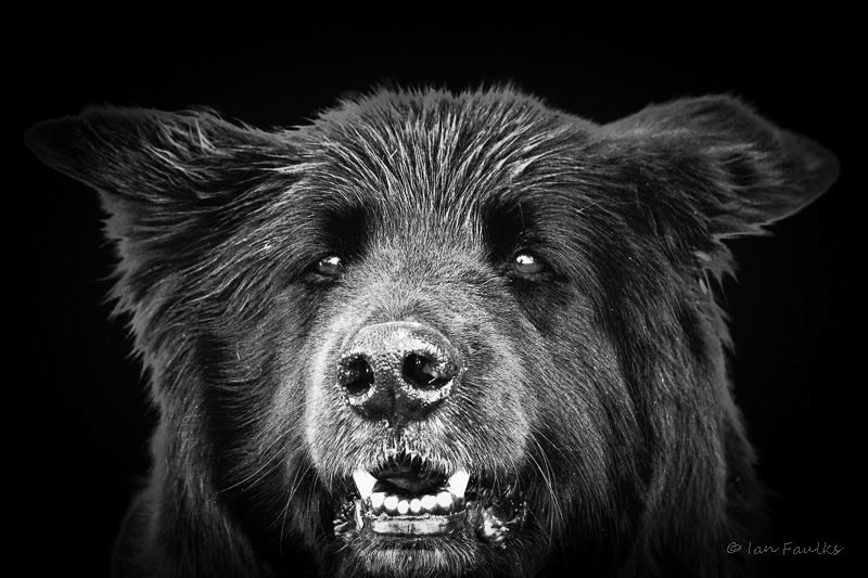 wolf/bear/dog
