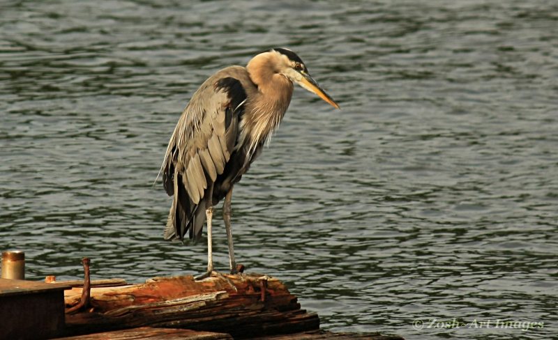 Heron Waiting Patiently for Dinner