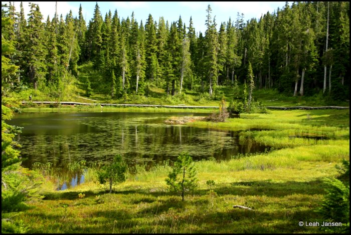 boardwalk in strathcona park...