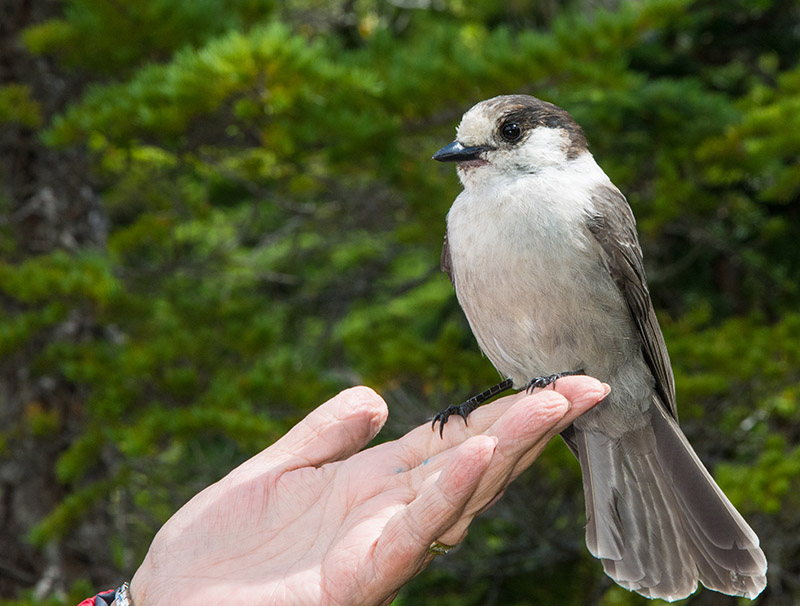 Heather Giving Whiskyjack A Hand