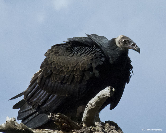 Immature Turkey Vulture