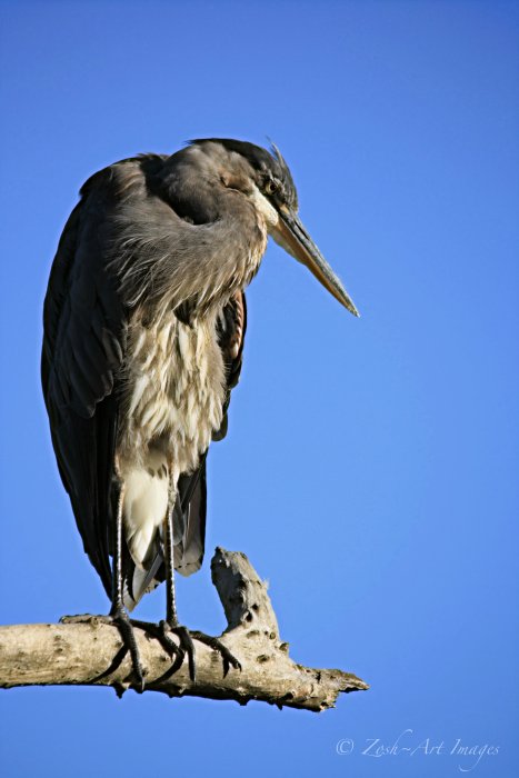 Out on a Limb