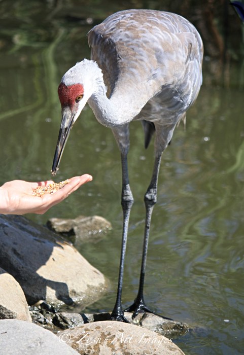 Feeding Time 