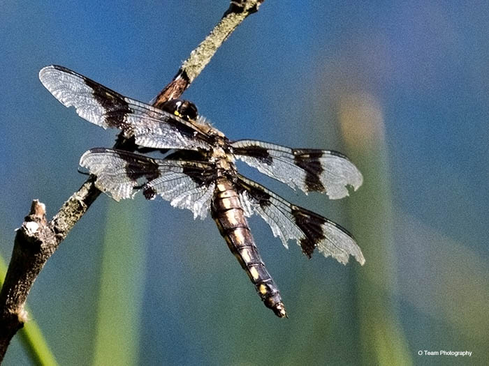 Battered Dragonfly