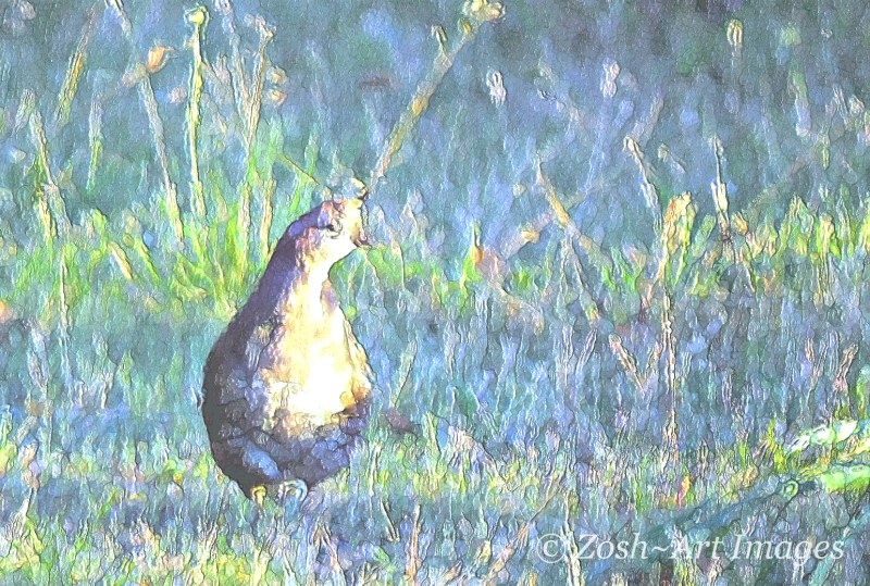 Female Grouse in Grass 