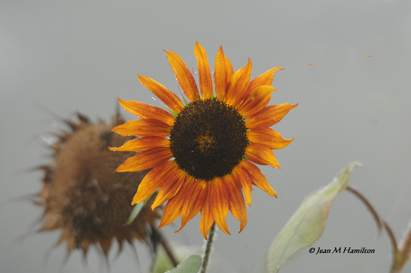 Sun Flower Back  & Front 