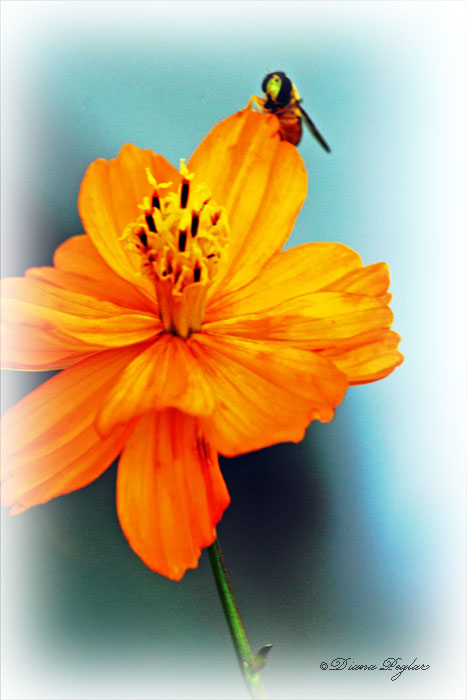Marigold Bee