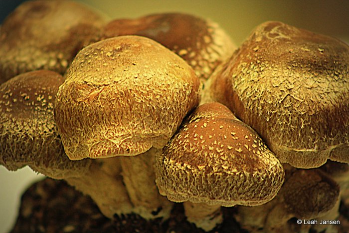 mushrooms, mushrooms, and more mushrooms