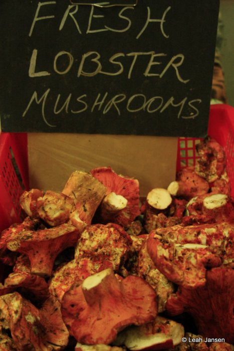 The lobster mushroom