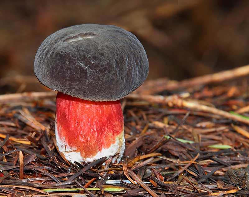 Zellers Bolete