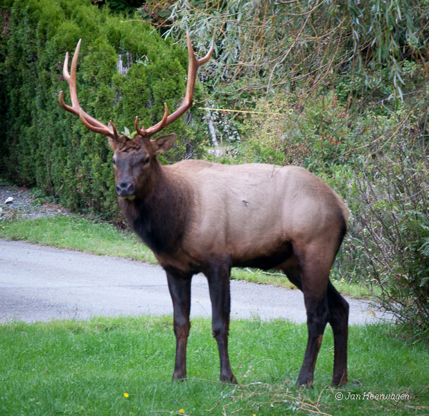 Mr. Bull Elk