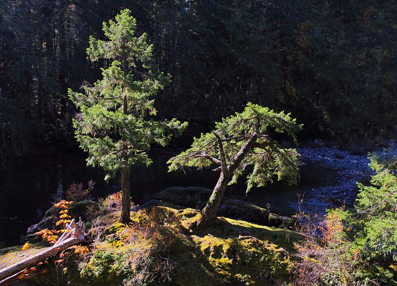 Two Firs, Chemainus River