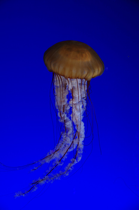 Jelly Fish with a sting