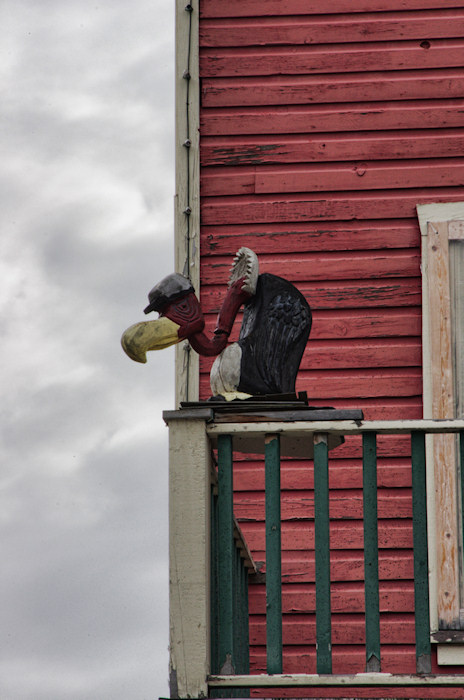 The Old Buzzard of the Coalmont Hotel