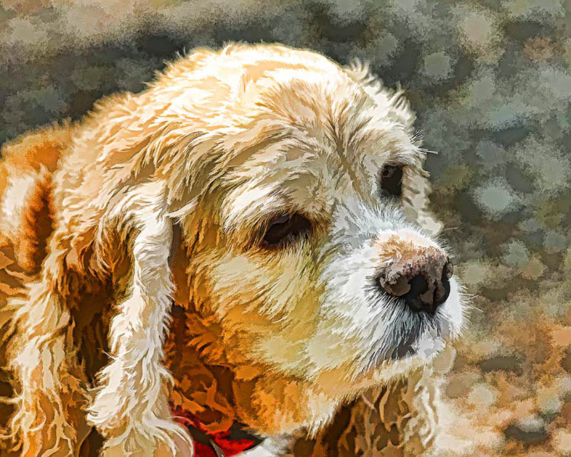 1st - Puppy Love 2 Jean Hamilton