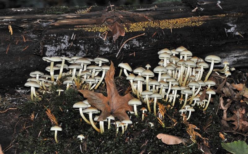 Mushroom Grouping