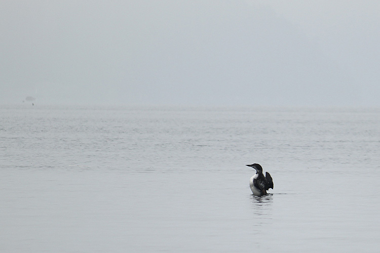 Lonely loon