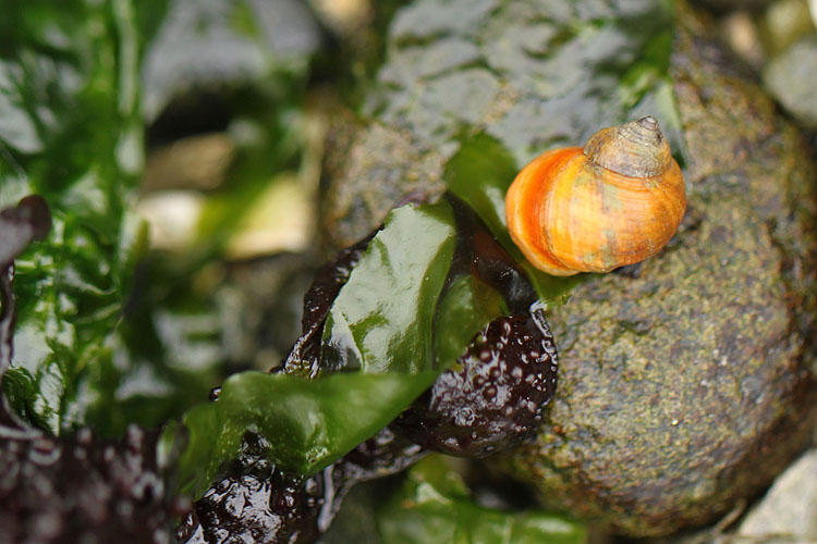 Sea weed salad