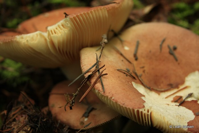 Mushroom My close up please