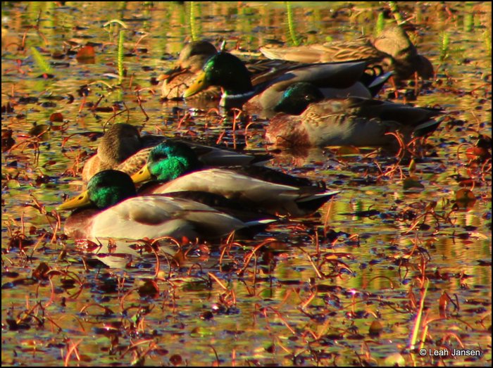 Fancy Green Ducks