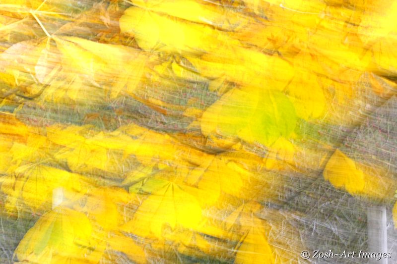 Yellow Leaves Art 