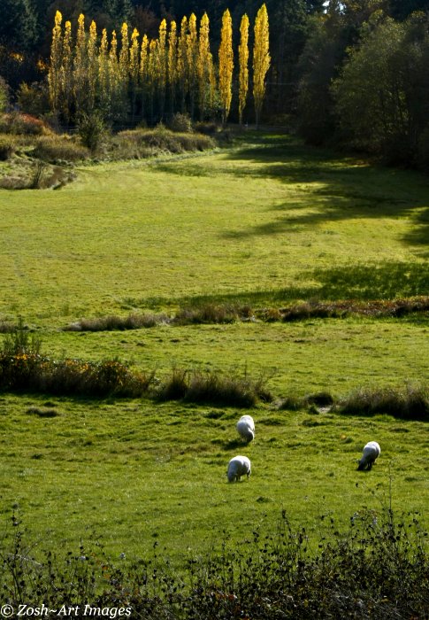 Zosia Miller2013 Theme Challenge-LandscapePastoral