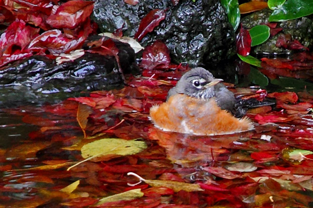 Robin in the Pond