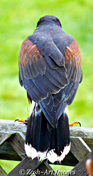 Harris Hawk Beauty  