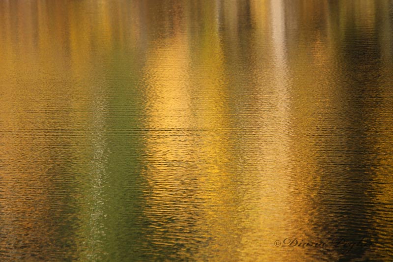 golden pond