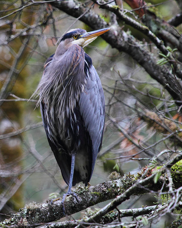 Goldstream Heron. Tony spotted this Heron up in the trees, I would have walked right by it. 