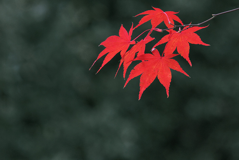 Japanese Maple Leaves.