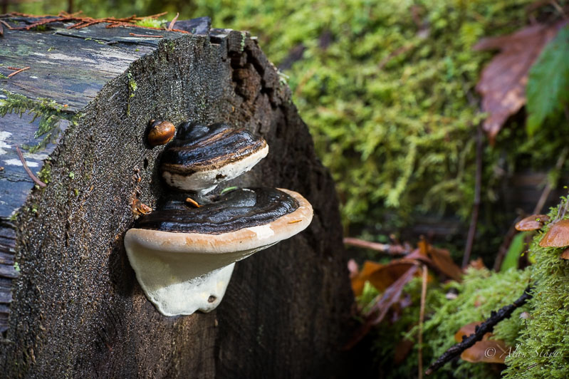 Mushroom on a log.jpg