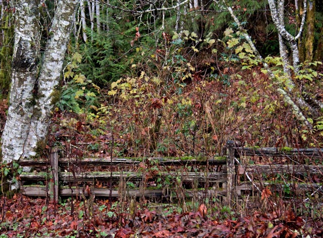 Forest Fence