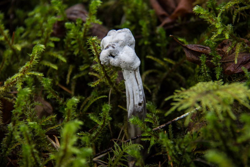 A tiny white fist in the moss
