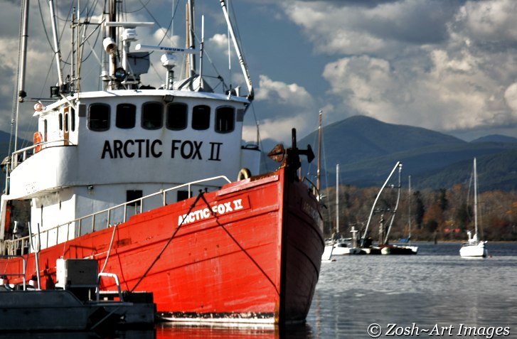 The Arctic Fox 