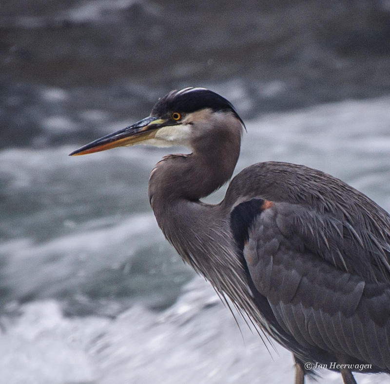 Skutz Falls Heron