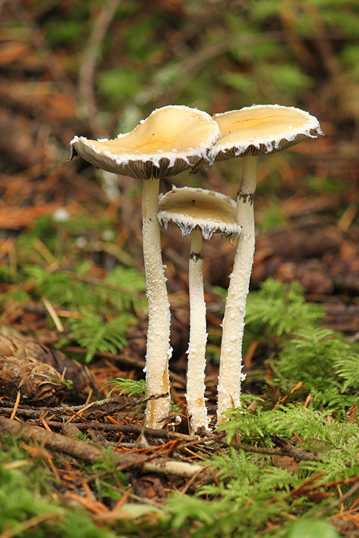 Stropharia ambiguaWilma HarvieCelebration of Nature2013General