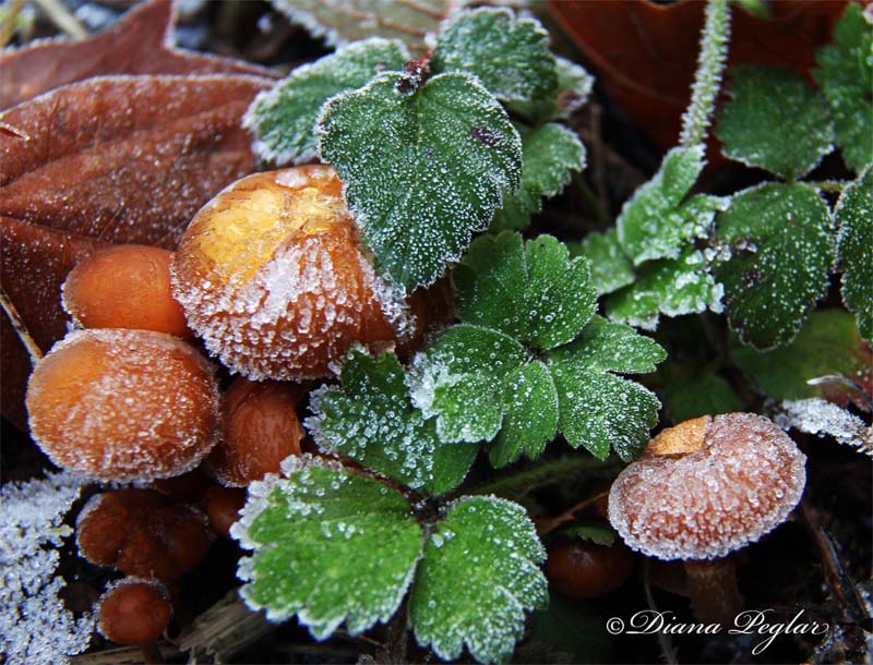 Frosted Fungi