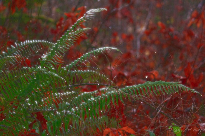 A Wet Fern at Skutz Falls