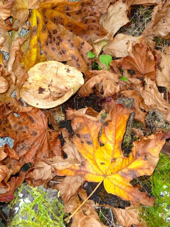 Fungi Under Maple TreesTrish Rankin CAPA Fall 2013 - Nature