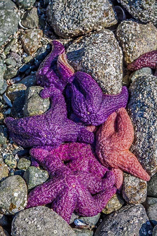 Sea Stars<br>Rosemary Ratcliff <br>CAPA Fall 2013<br>Nature - 21 points