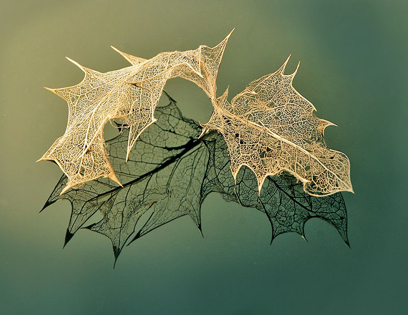 Holly Leaf Skeleton