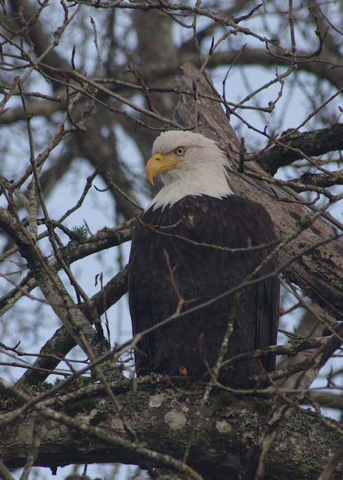 Eagle at the Chemainus River 