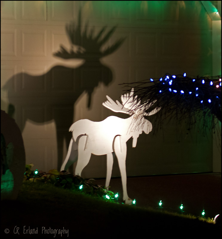 The Elusive Christmas Moose
