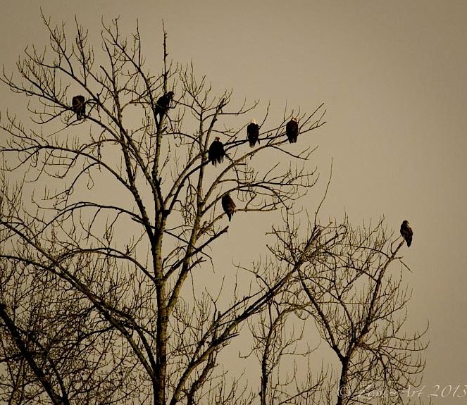 7 Eagles in Cottonwood 