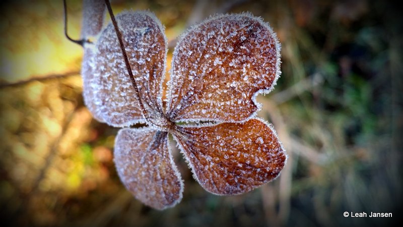 frozen hydrangea