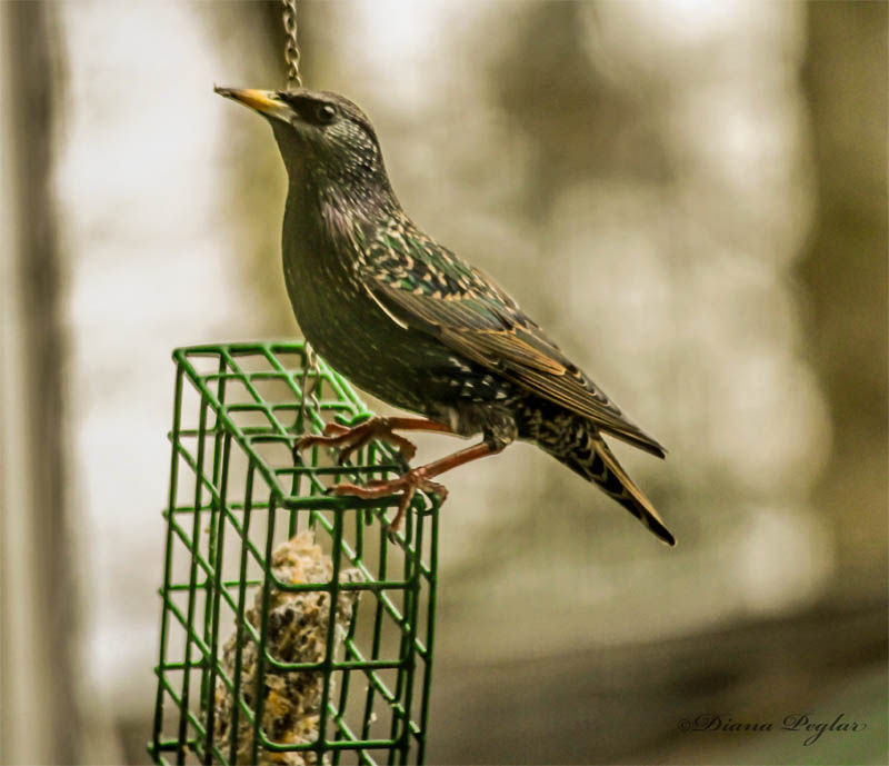 Starling, trying a little suet