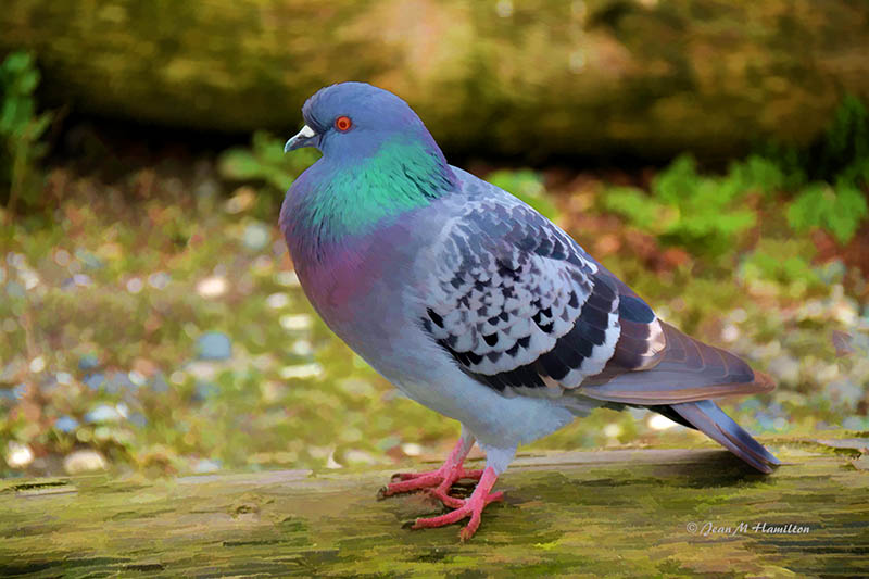 Posing Pigeon