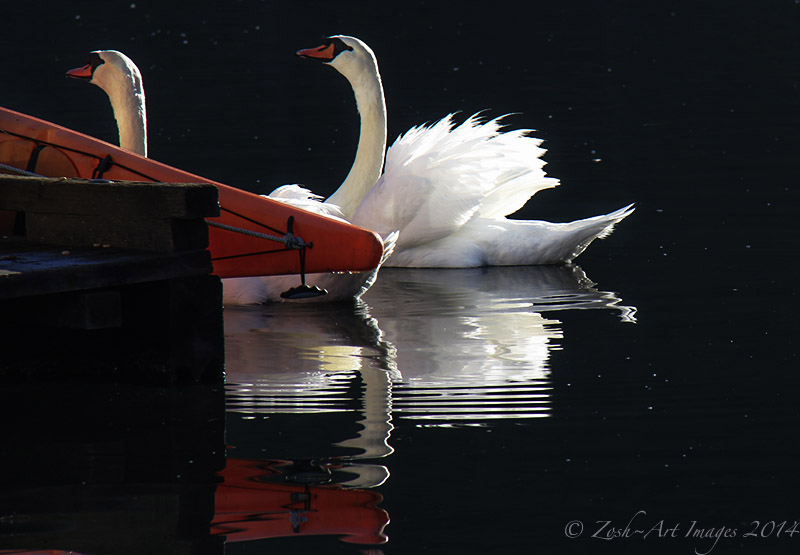 2 Swans & Red Canoe 