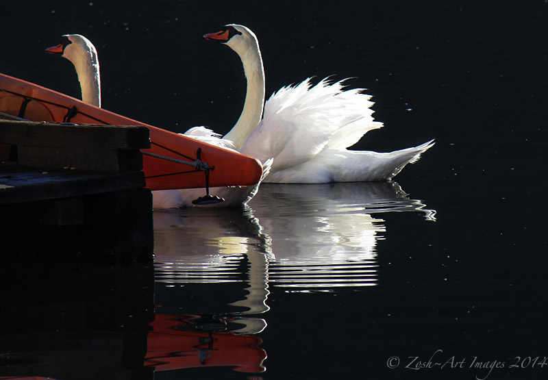 2 Swans & Red Canoe